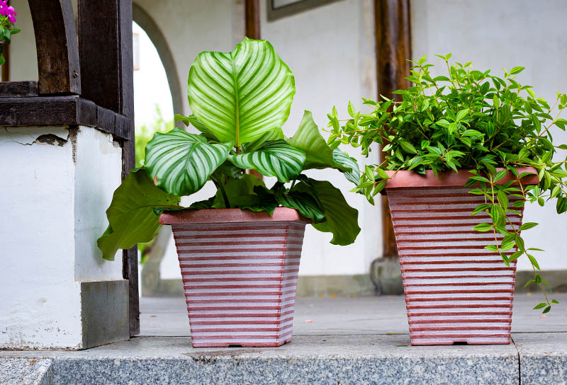 Square Planter