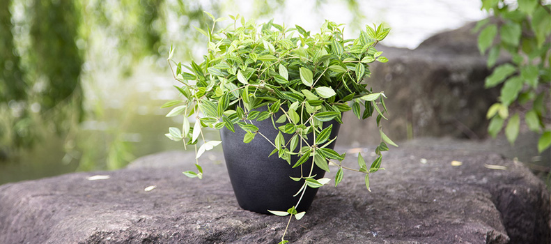 Gallon Pot